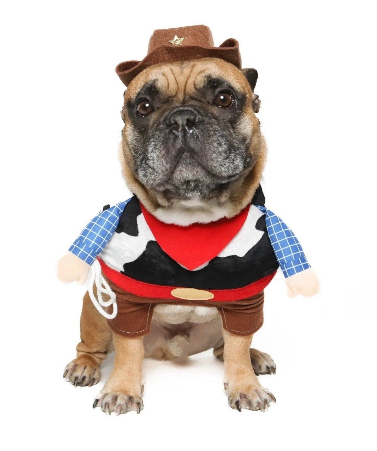 Vibrant Life Halloween Dog Costume and Cat Costume: Cowboy,Size small